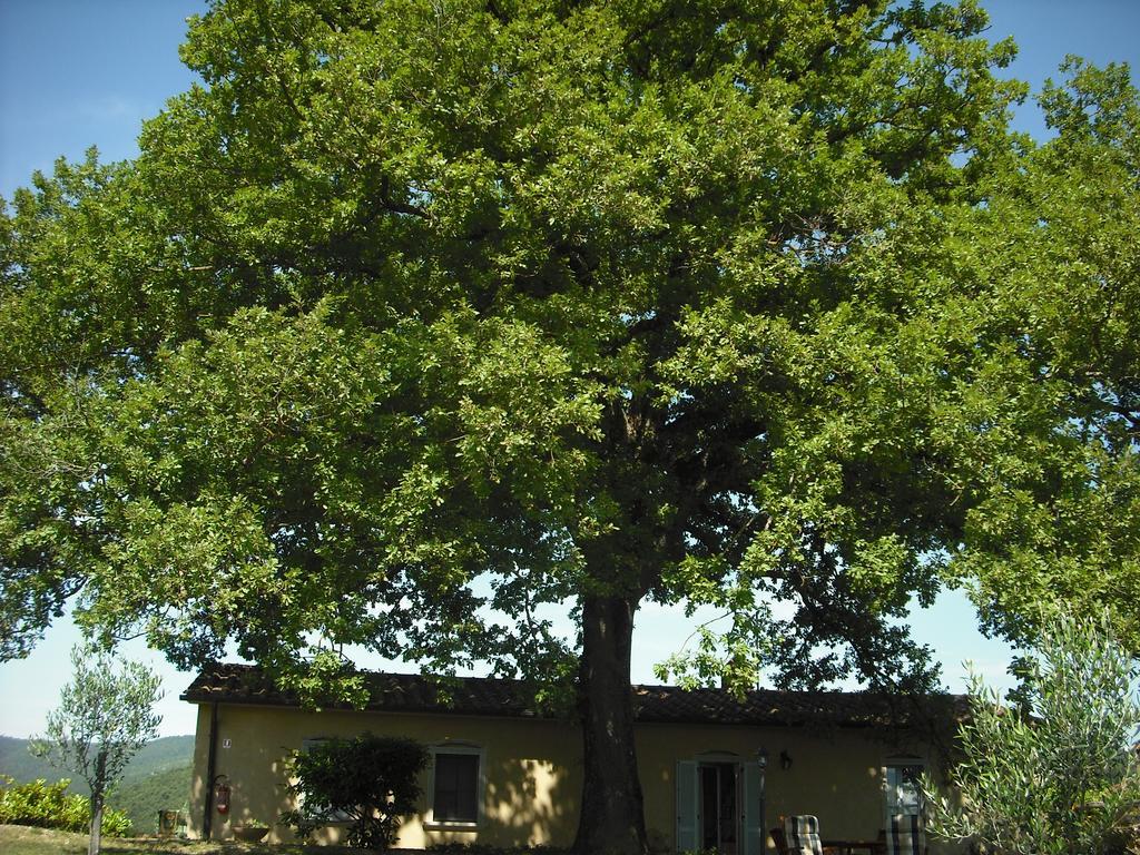 Farm stay Agriturismo La Scarpaia *