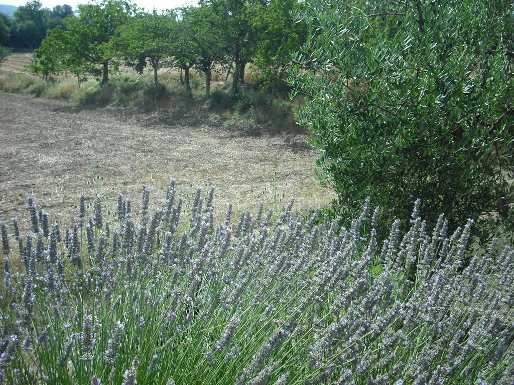 Agriturismo La Scarpaia * Anghiari